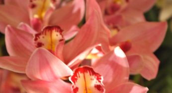 Philadelphia Flower Show 2012: Hawaiian Photos & Sneak Preview!