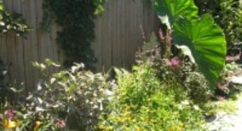Does Your Urban Garden Rock? Enter the PHS City Gardens Contest