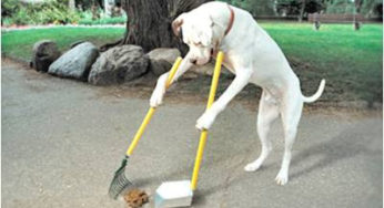 A Letter to the Dog Owners (Against the Plastic Bag Ban/Fee): You’ll Be OK