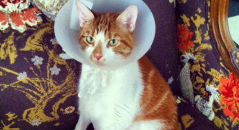 9 Awesome Reasons You Should Adopt a Shelter Animal