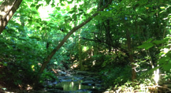 Street Festivals, Nature Walks, & First Friday: Weekend Guide: 8/1 – 8/3