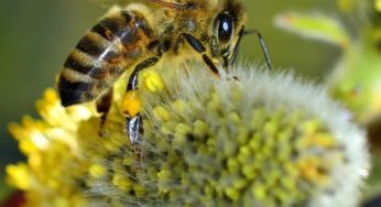 Local PA House Reps Urge EPA to Protect Bees