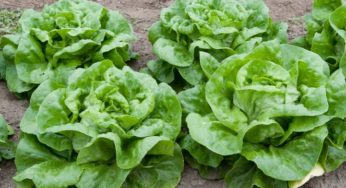 Recipe: Warm Farm Fresh Dinner Salad