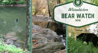 If you can BEAR Friday: Black Bear Spotted in Wissahickon