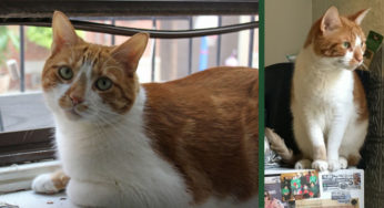 7 Lessons from a Cat’s Life: An ode to my best friend