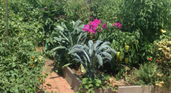 How a Local Data Collaborative Increases Value of Community Gardens