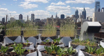 4 Green Roofs You Can Visit in Philadelphia