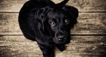 Win a T-shirt of Your Pet’s Face & Help ACCT Shelter Animals