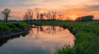 Eco-Explainer: What Are Wetlands and How to Take Care of Them