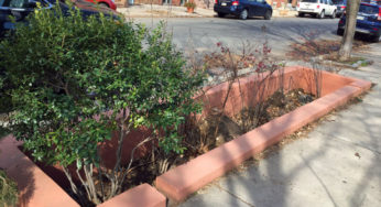 Eco-Explainer: What is Green Stormwater Infrastructure (GSI)?