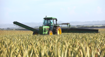 As COVID-19 Cases Rise, Local Migrant Farmworkers Afraid to Seek Healthcare for the Virus