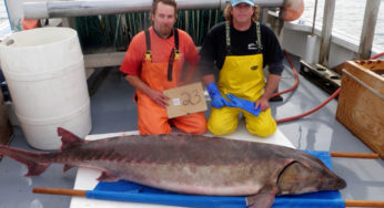 The Plight of the Atlantic Sturgeon: Can these prehistoric fish make a comeback?