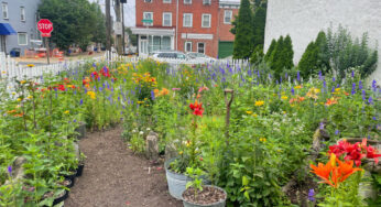 Seeds of change: How Tulip Street Garden became a neighborhood oasis & pollinator protector