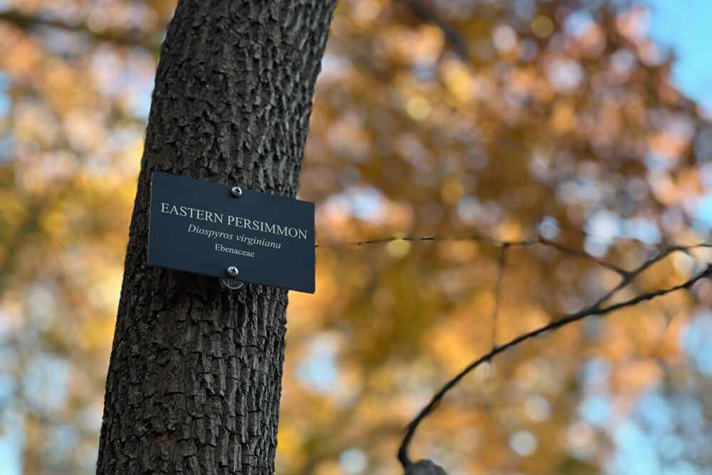 Exploring Schuylkill Center’s accredited arboretum: a commitment to native trees