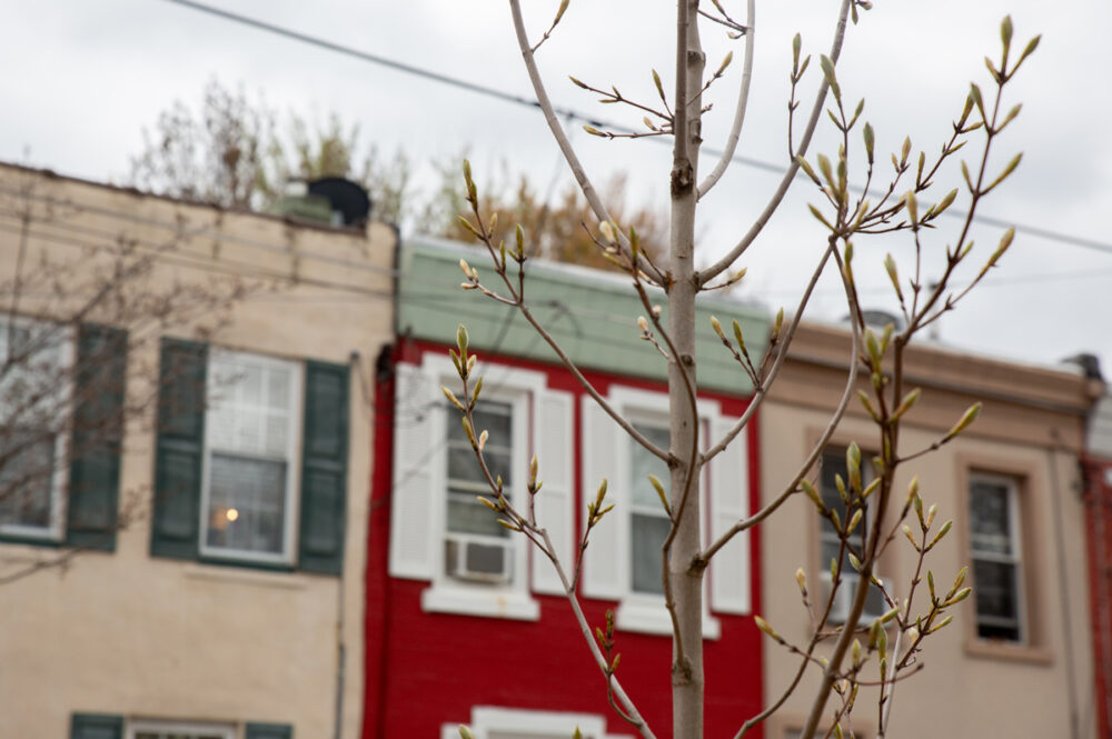 Newly planted tree philadelphia