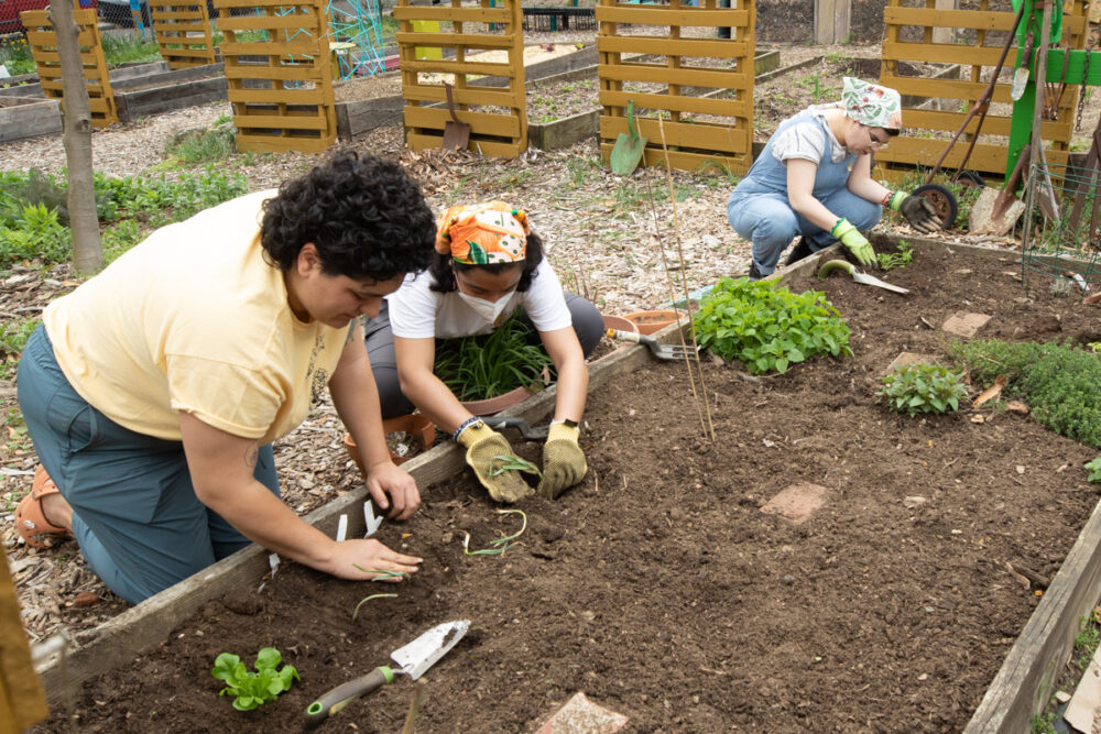 Veggie mijas philadelphia chapter