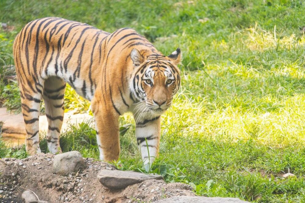 Philly’s new big cats, PGW rate hike reduction, watershed survey & more