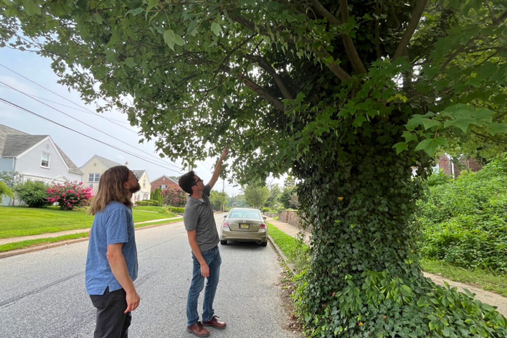 Pruning for paving, or trees in trouble?
