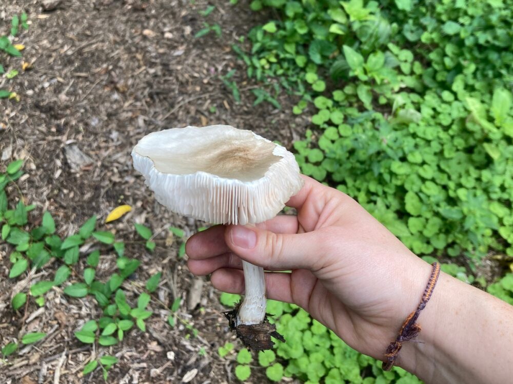 Can I eat that? Local mushroom enthusiasts answer foraging questions from taste to preserving biodiversity.