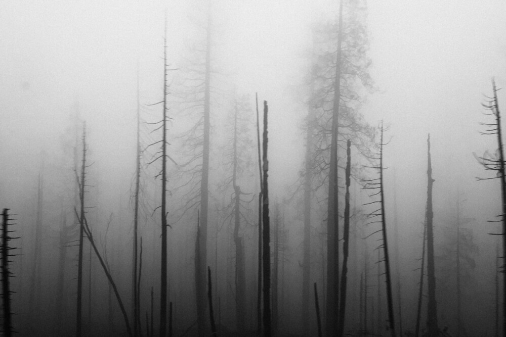 New research shows widespread “ghost forests” in New Jersey