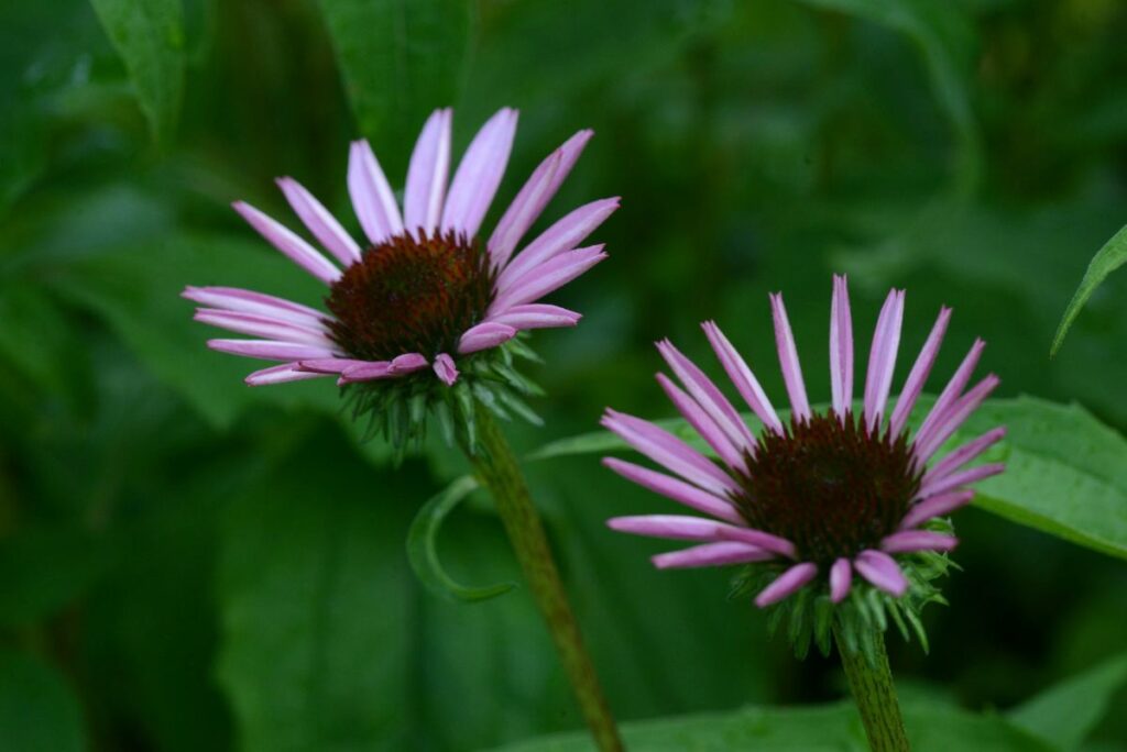 Rideshare tax, failing air quality, native plant kits, & more