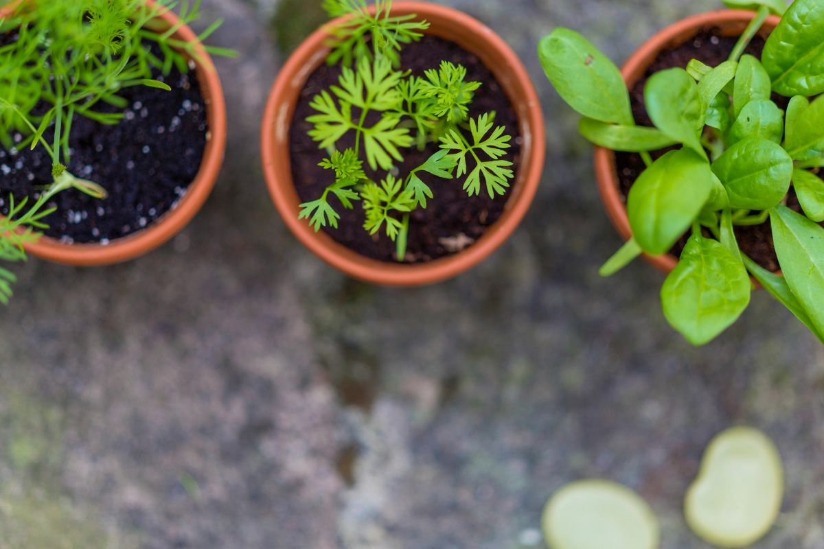 Billions in energy savings, Citywide Garden Challenge, & more