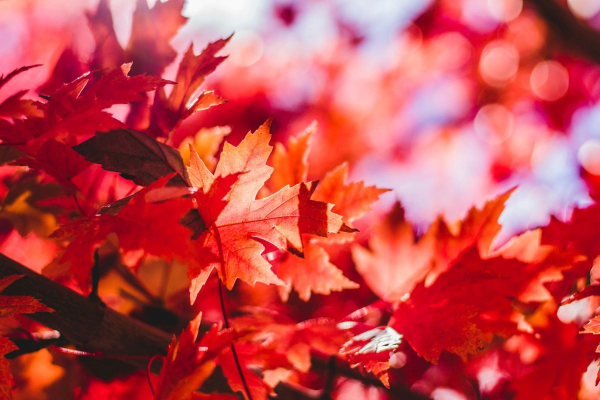 Trolley tunnel closures, Fall foliage predictions & more