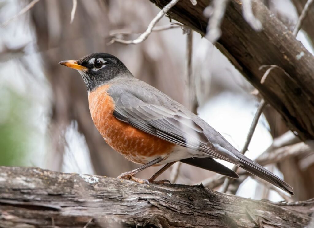 Energy and restoration grants, bird migration & more